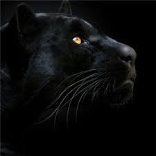 Subdomain Finder & Reverse IP